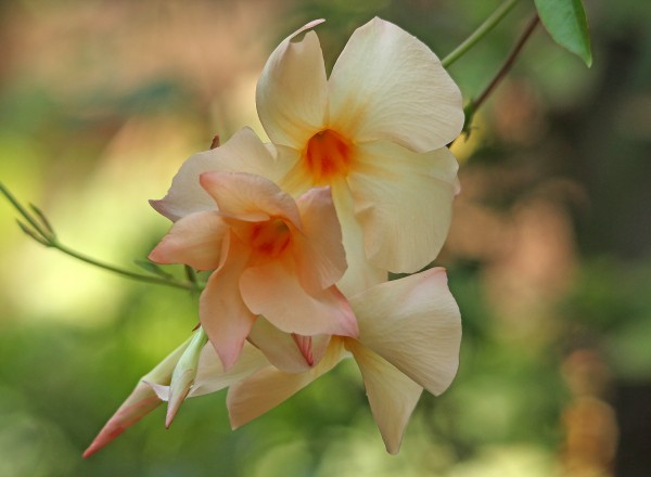 Apricot Mandevilla Vine by Deb Oppermann